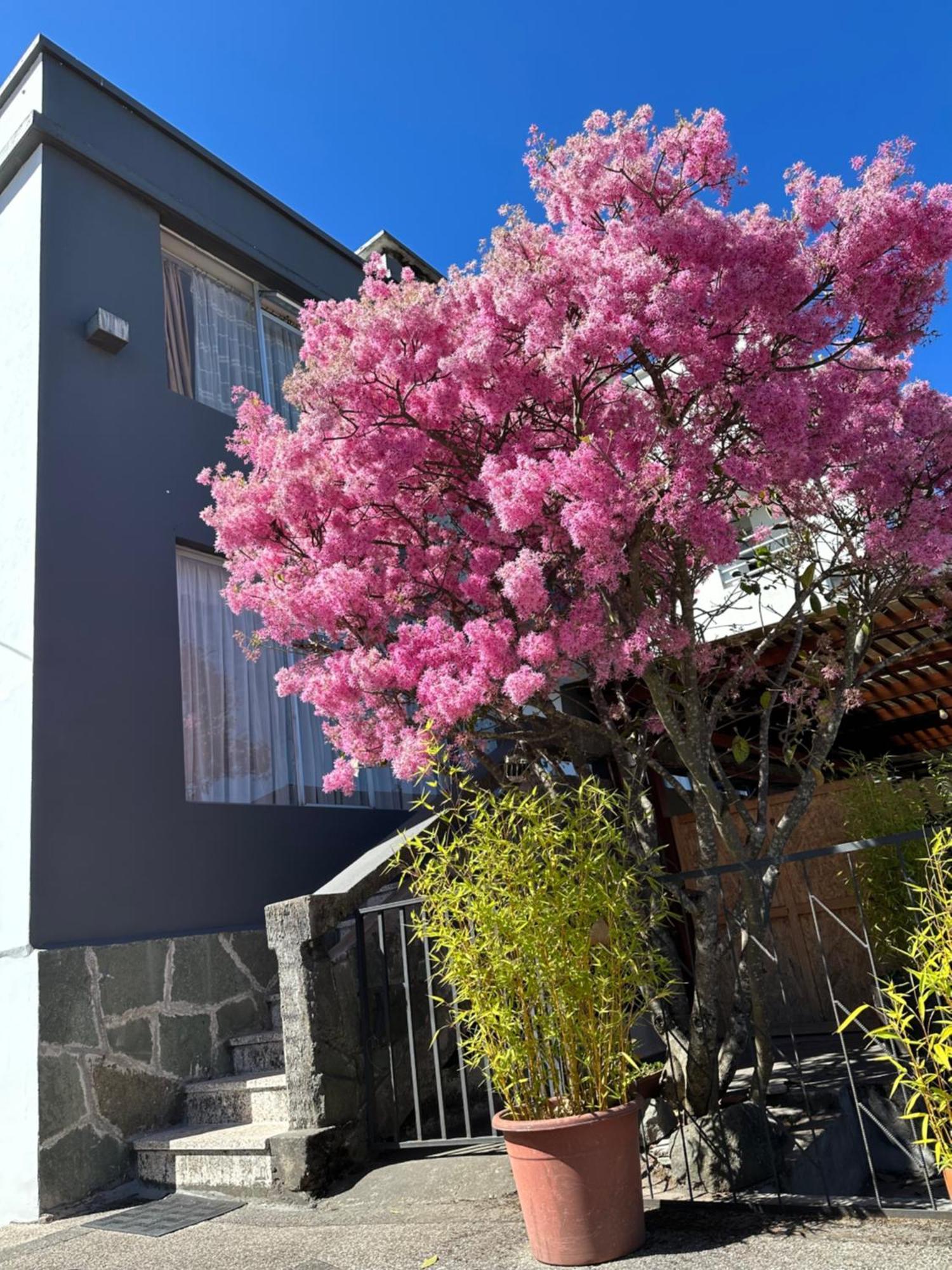 St. Gallen Haus Quito Eksteriør bilde